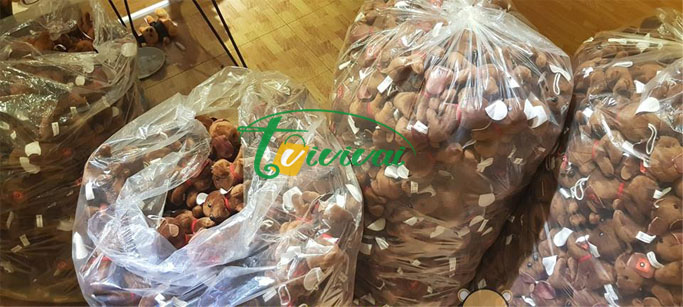 Thú bông quà tặng thương hiệu – C.TY CP TUYỂN DỤNG NHÂN TÀI HR2B
